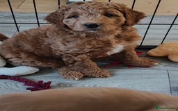 Mixed Breed dogs for sale: ✨Health Tested Australian Labradoodles ✨ - Image 1