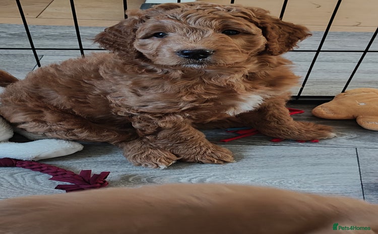 Mixed Breed dogs - Advert 3
