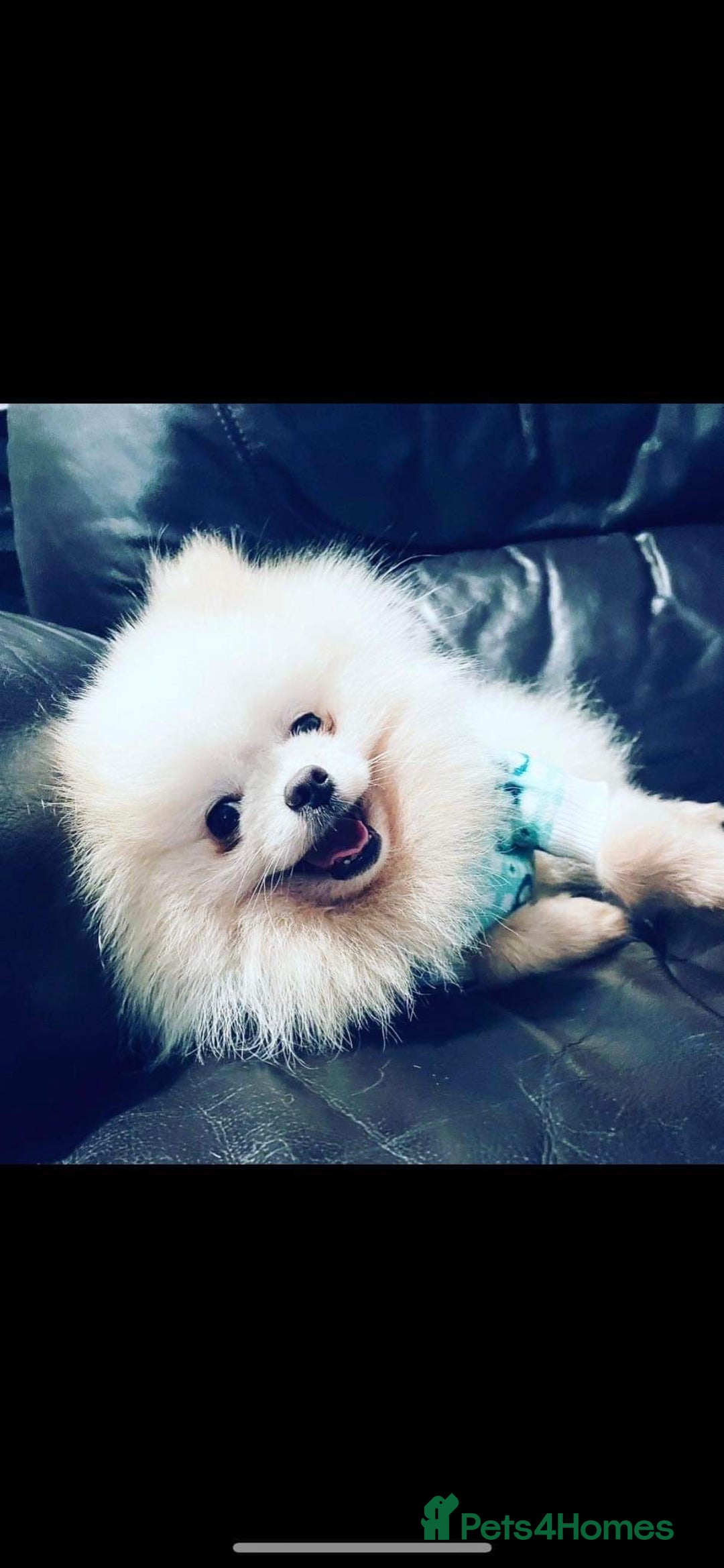 Pomeranian dogs for sale: Kc Reg Pomeranian Pups - Advert 24