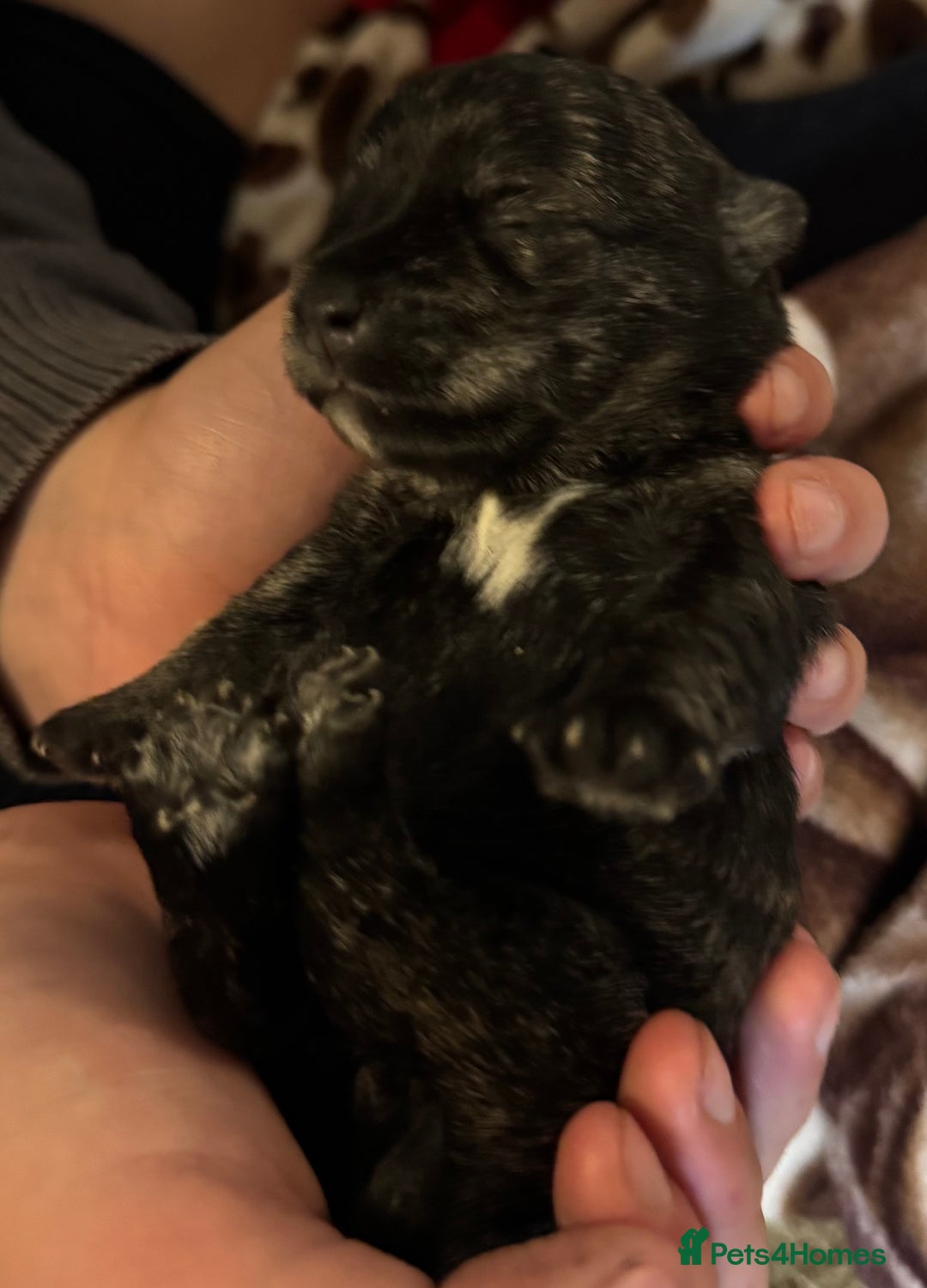 Mixed Breed dogs for sale: westie /wauzers - Advert 13