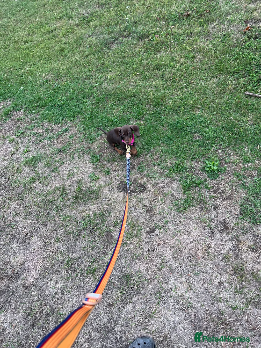 Miniature Dachshund dogs for sale: Miniature dachshund  - Advert 7