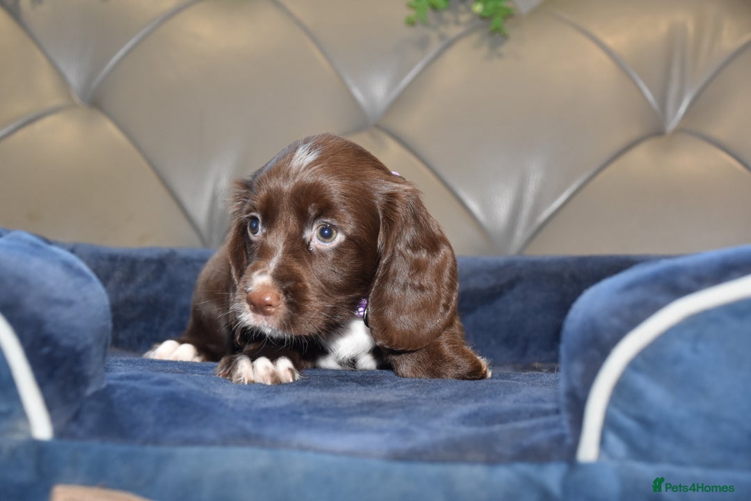 Cocker Spaniel dogs for sale: Kc Reg Health Tested Cocker Spaniel Puppies - Advert 30