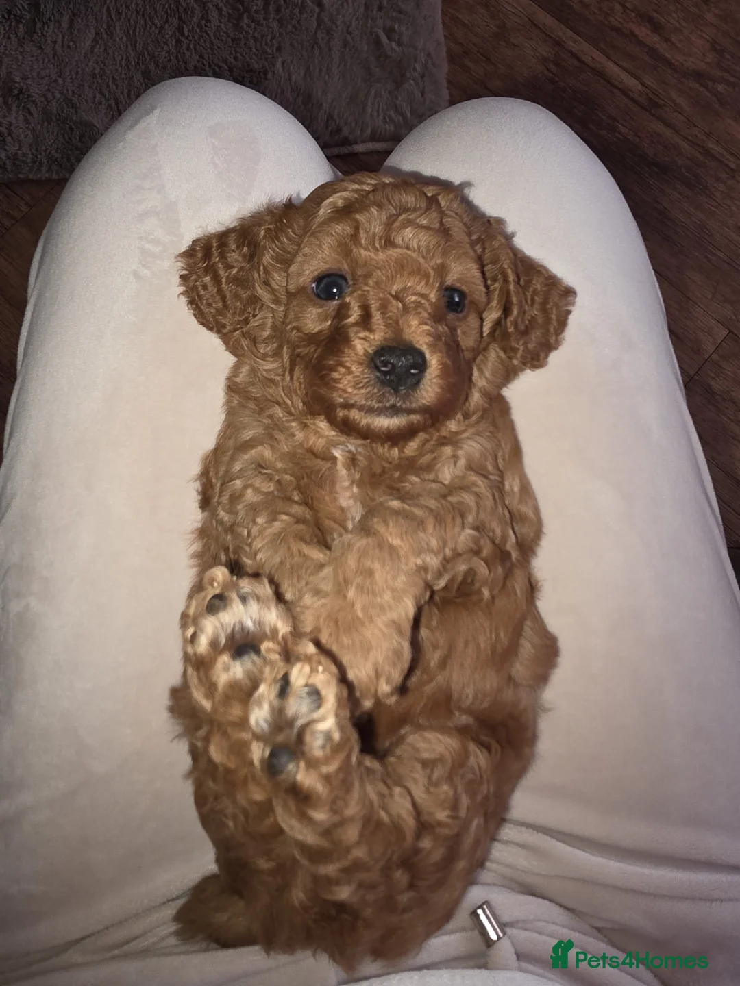 Cavapoo dogs for sale: Cavapoo Litter - 1 Girl Become Available  - Advert 2