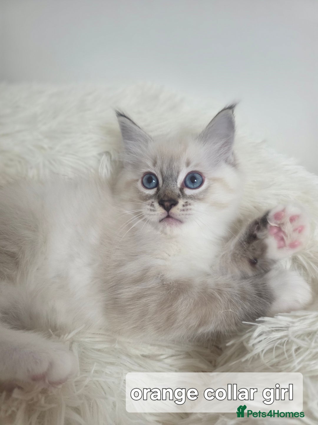 Ragdoll cats for sale: Stunning Ragdolls kittens  - Image 3