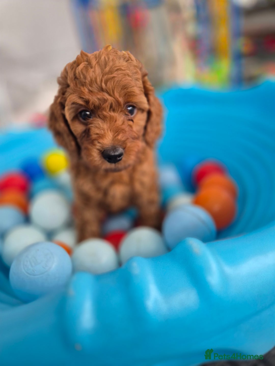 Cavapoo dogs for sale: WAITING LIST NOW OPEN FOR SUMMER 2026.  - Image 7