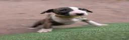 English Bull Terrier dogs for sale: Working and Sporting English Bull Terriers  - Advert 22