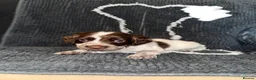 Cocker Spaniel dogs for sale: Cocker spaniel puppies  - Advert 7
