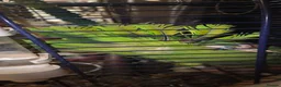 Parrots birds for sale: Amazon talking red head parrot  - Advert 16