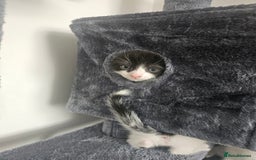 Mixed Breed cats for sale: 3 boys 2 girls - Image 6