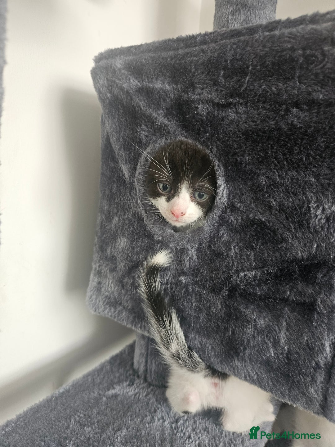 Mixed Breed cats for sale: 3 boys 2 girls - Image 6