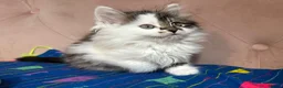 Siberian cats for sale: Siberian kittens, Ready Now 😻 - Advert 14