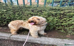 Cockapoo dogs for sale: Loving Cockapoo Looking for a New Home  - Image 3