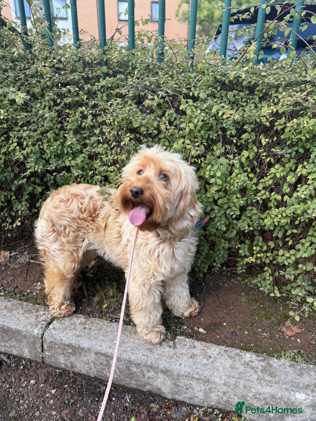 Cockapoo dogs for sale: Loving Cockapoo Looking for a New Home  - Image 3