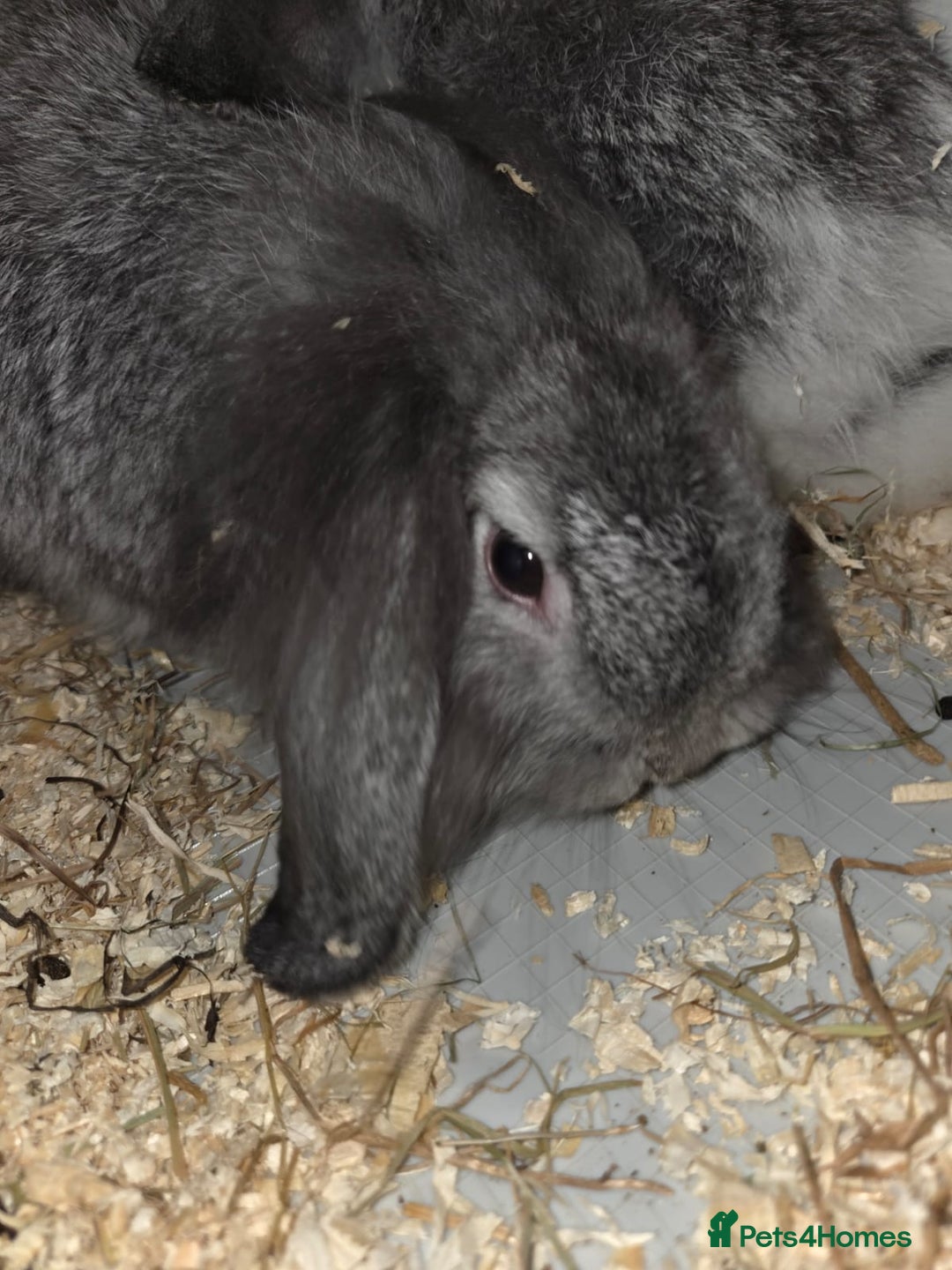 Mini Lop rabbits for sale: 2 mini lop ears rabbits and indoor hutch for sale - Image 6