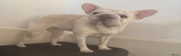 French Bulldog dogs for sale: French bulldog for rehome in Orpington - Advert 4