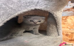 British Shorthair cats for sale: British Shorthair  - Image 5