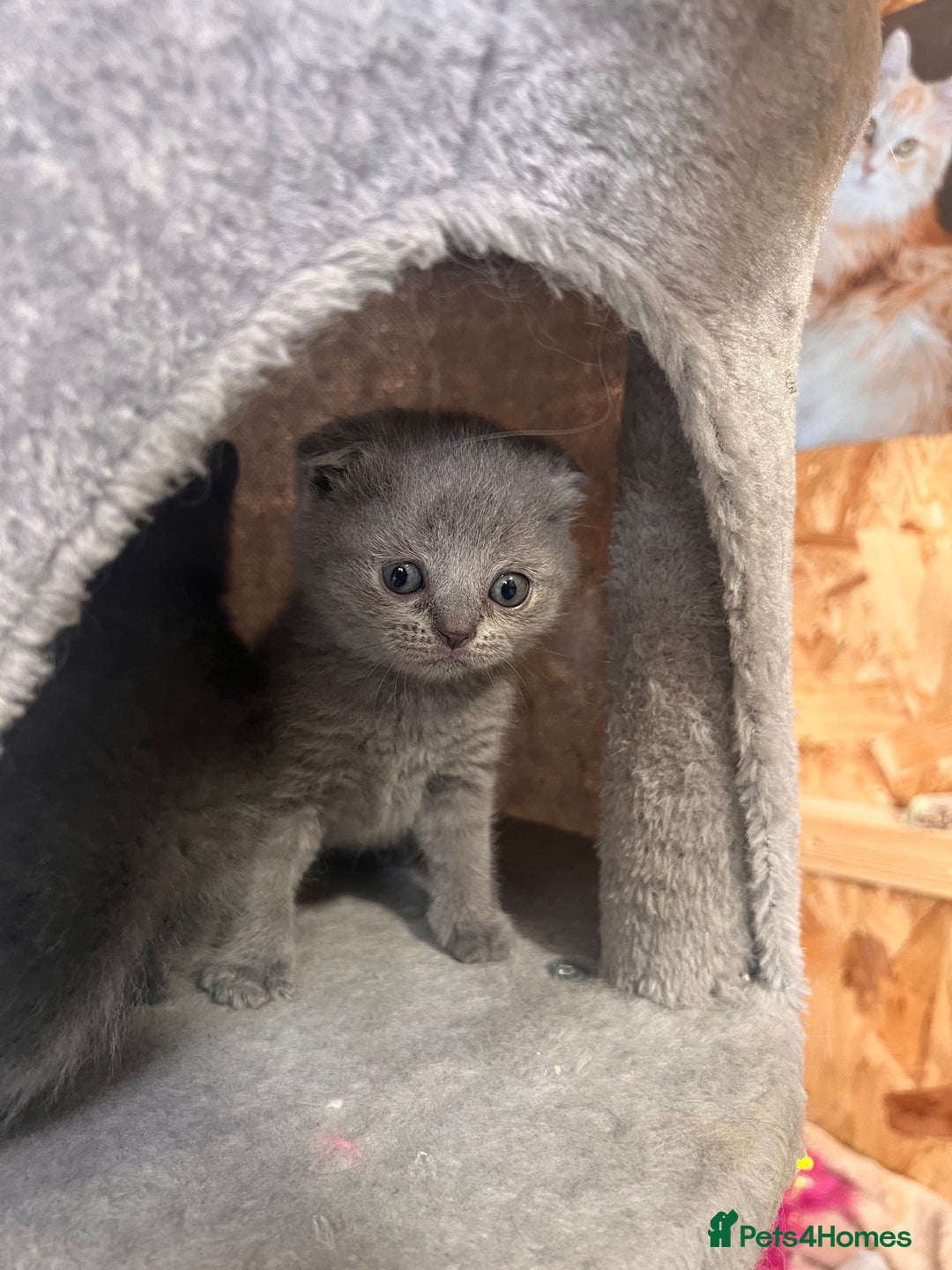 British Shorthair cats for sale: British Shorthair  - Image 5