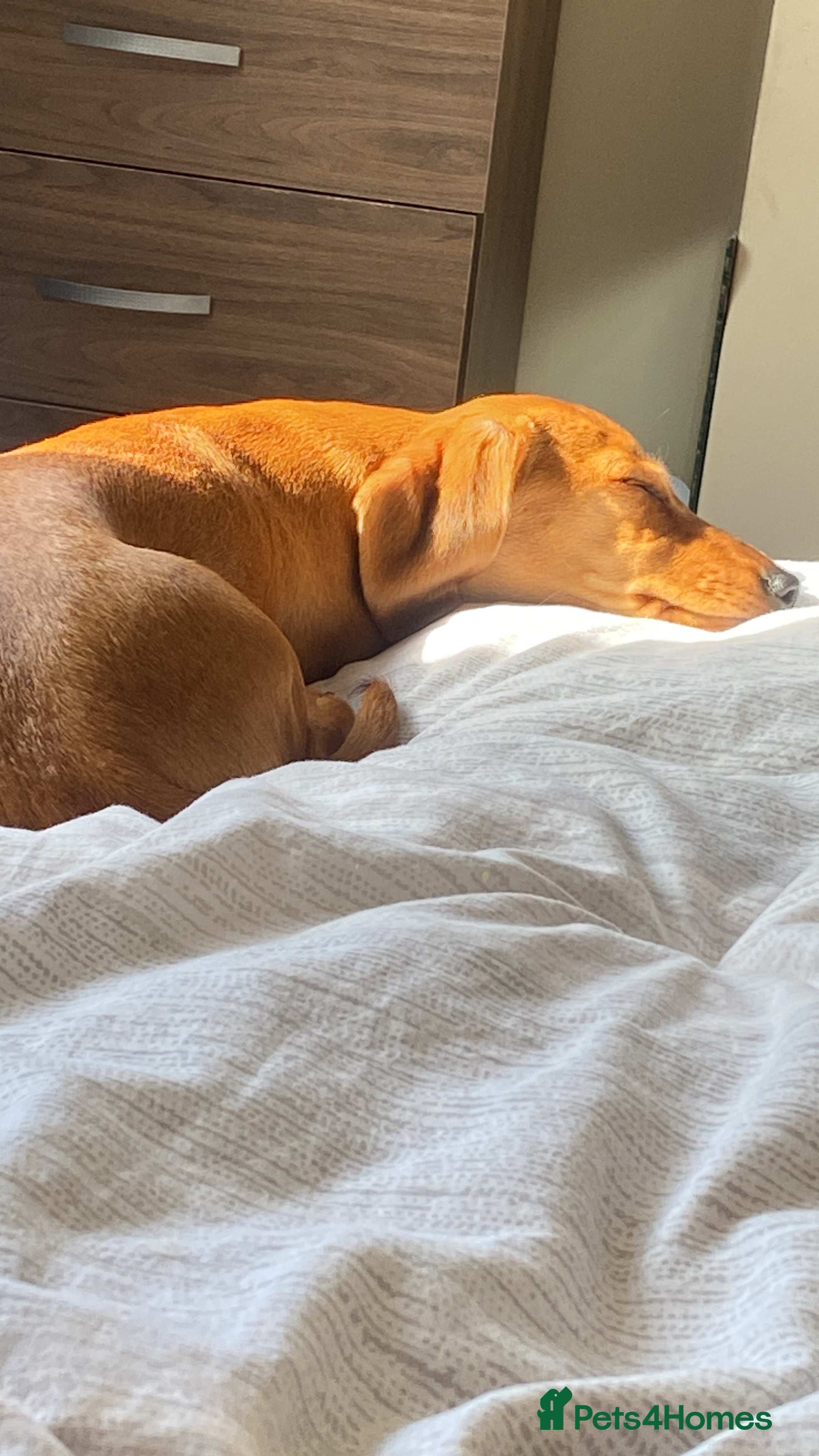 Dachshund dogs 2 dachshund left  - Advert 1