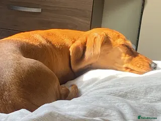 Dachshund dogs 2 dachshund left - Advert 1