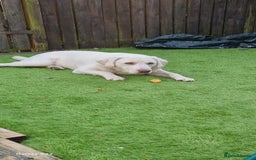 Labrador Retriever dogs for sale: White Labrador - Image 3