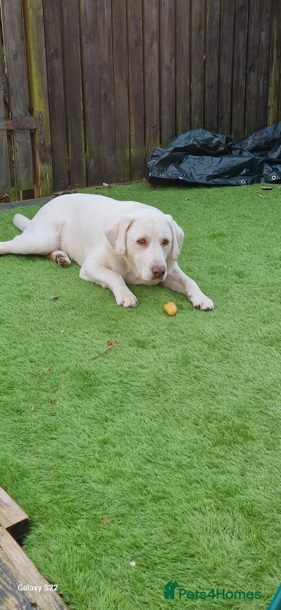 Labrador Retriever dogs for sale: White Labrador - Image 3