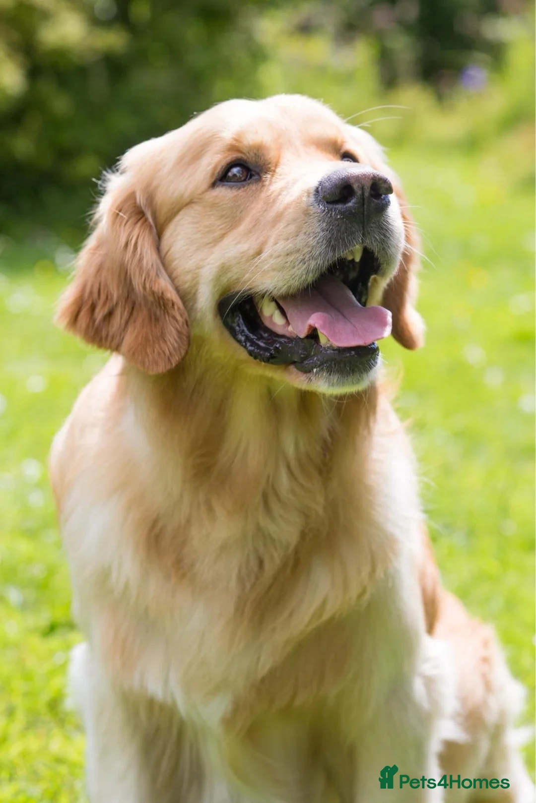 Golden Retriever dogs for sale: KC GOLDEN RETRIEVER PUPPIES  - Advert 10