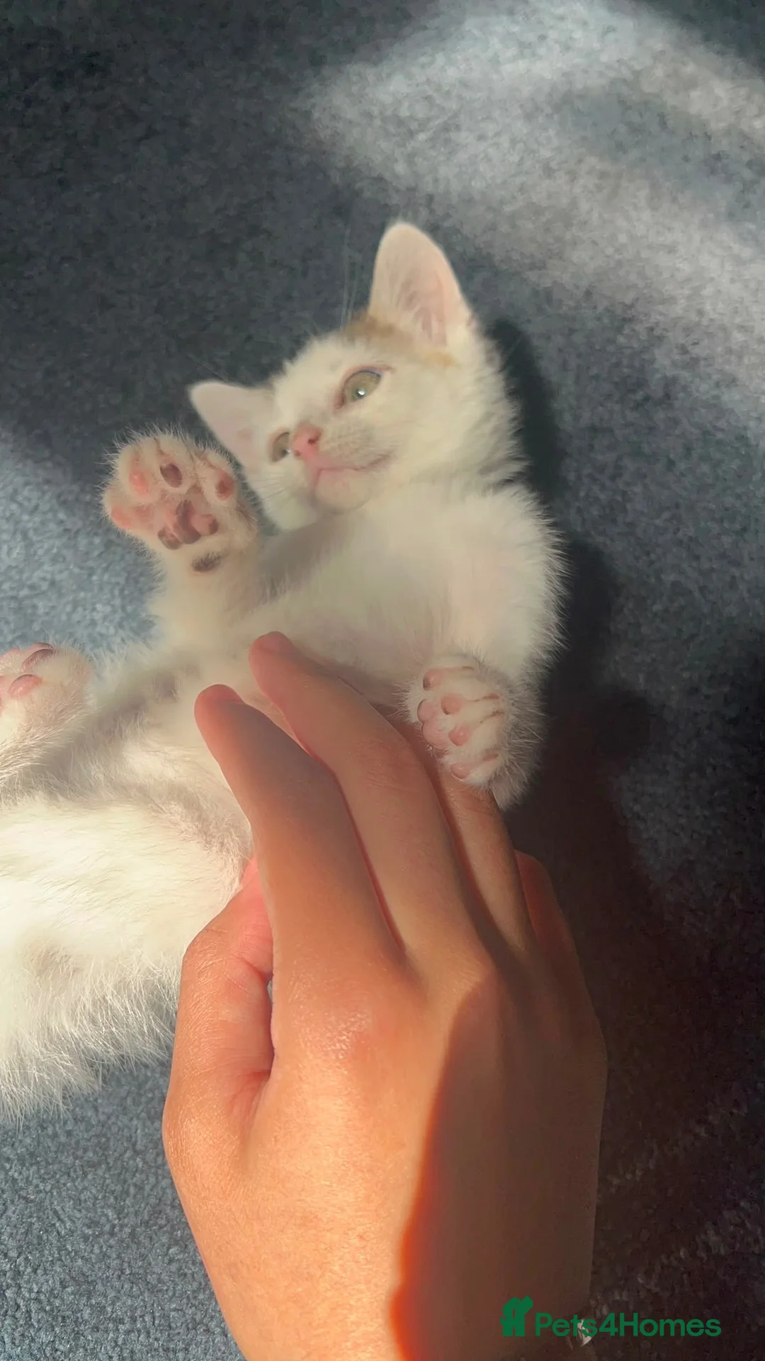 Domestic Shorthair cats for sale: Male kitten  - Advert 2