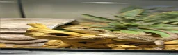 Dragon reptiles for sale: Great Rankins Male - Advert 1