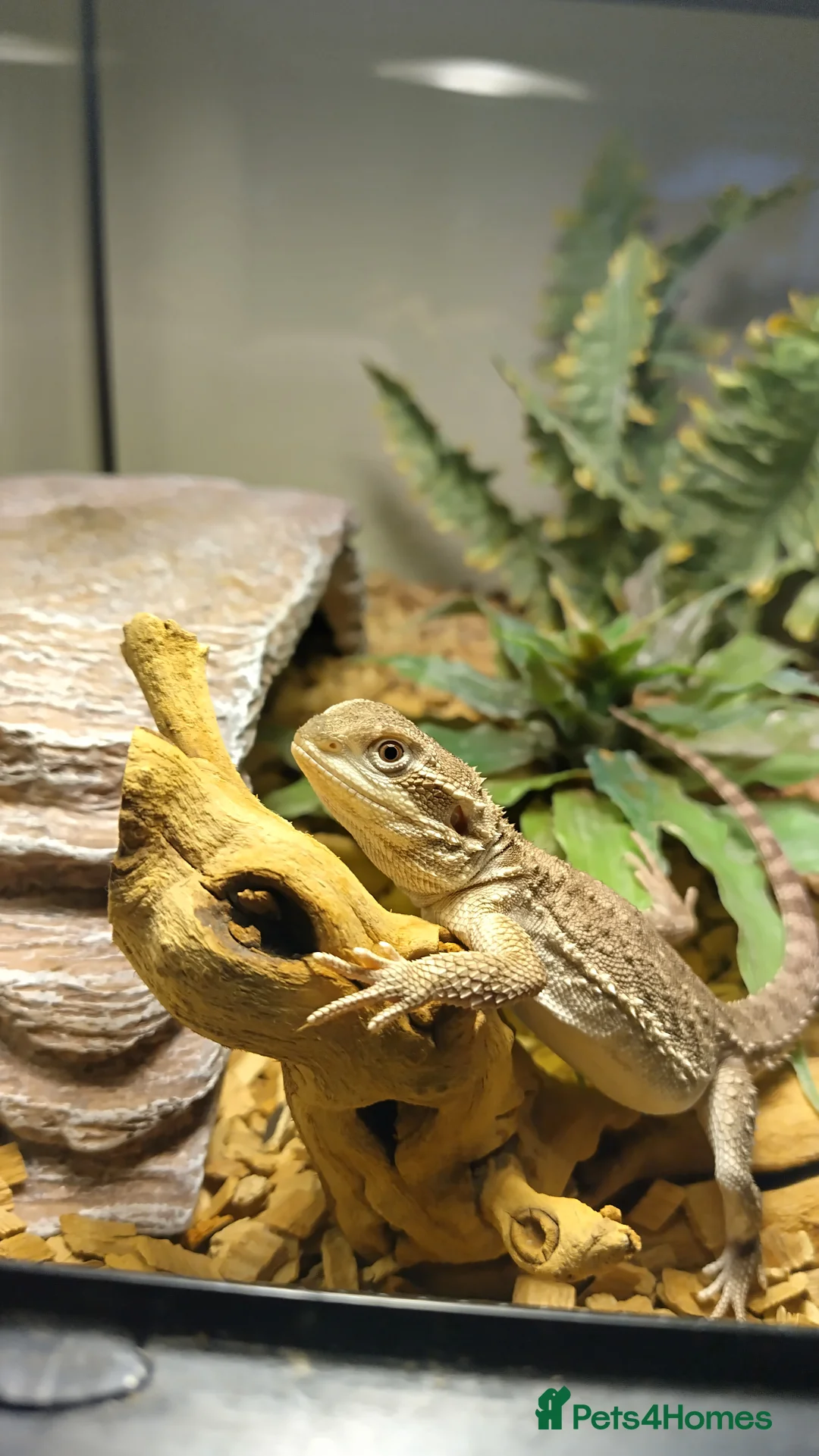 Dragon reptiles for sale: Great Rankins Male - Advert 1