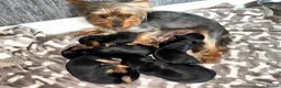 Yorkshire Terrier dogs for sale: Beautiful Yorkshire terrier puppies 🐶  in Poole - Advert 25