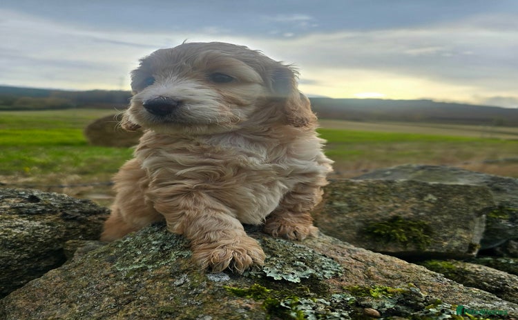 Cockapoo dogs - Advert 1