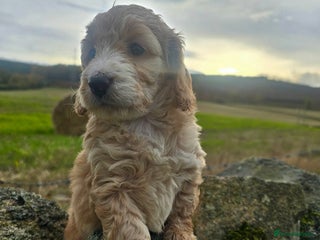 Cockapoo dogs - Advert 2