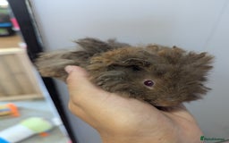Guinea Pig rodents for sale: Baby boar Lunkarya guinea pigs - Image 5