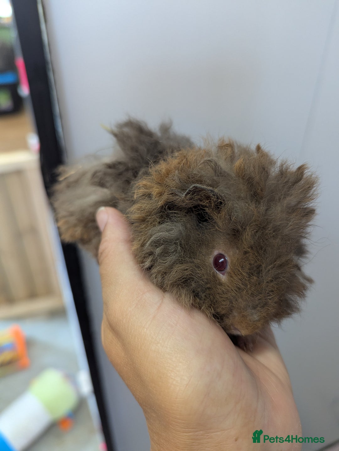 Guinea Pig rodents for sale: Baby boar Lunkarya guinea pigs - Image 5
