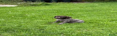 Pointer Puppy 2