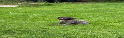 Mixed Breed dogs for sale: ⭐️ 5 Beautiful Pointer puppies for sale ⭐️ in Montgomery - Advert 5