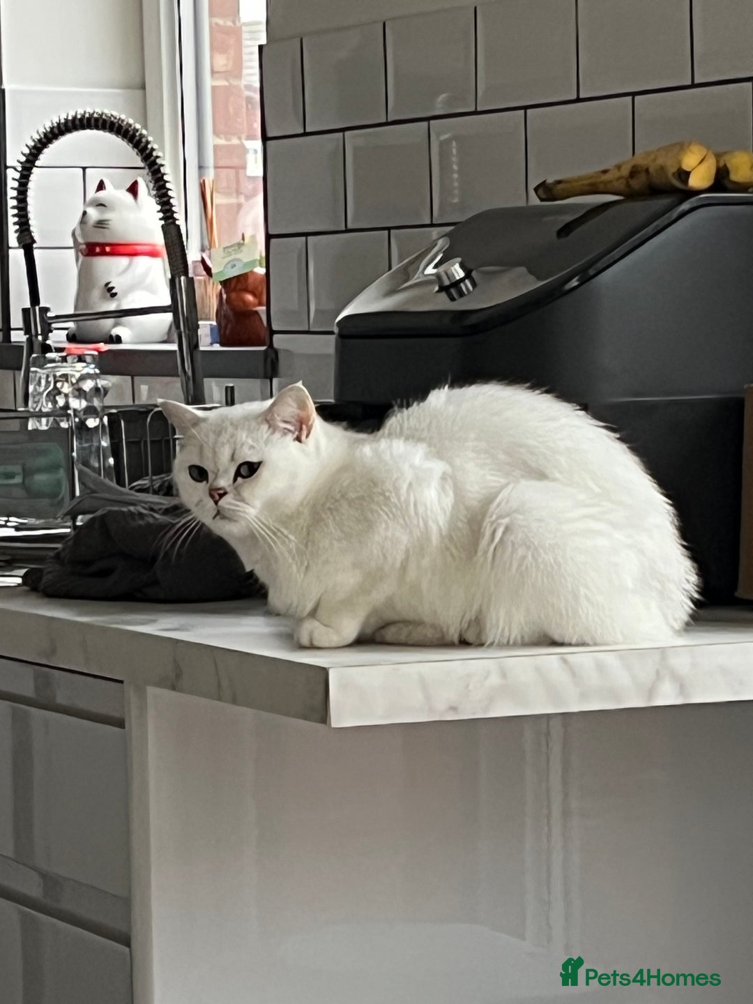 British Shorthair cats for sale: Kittens - Image 4