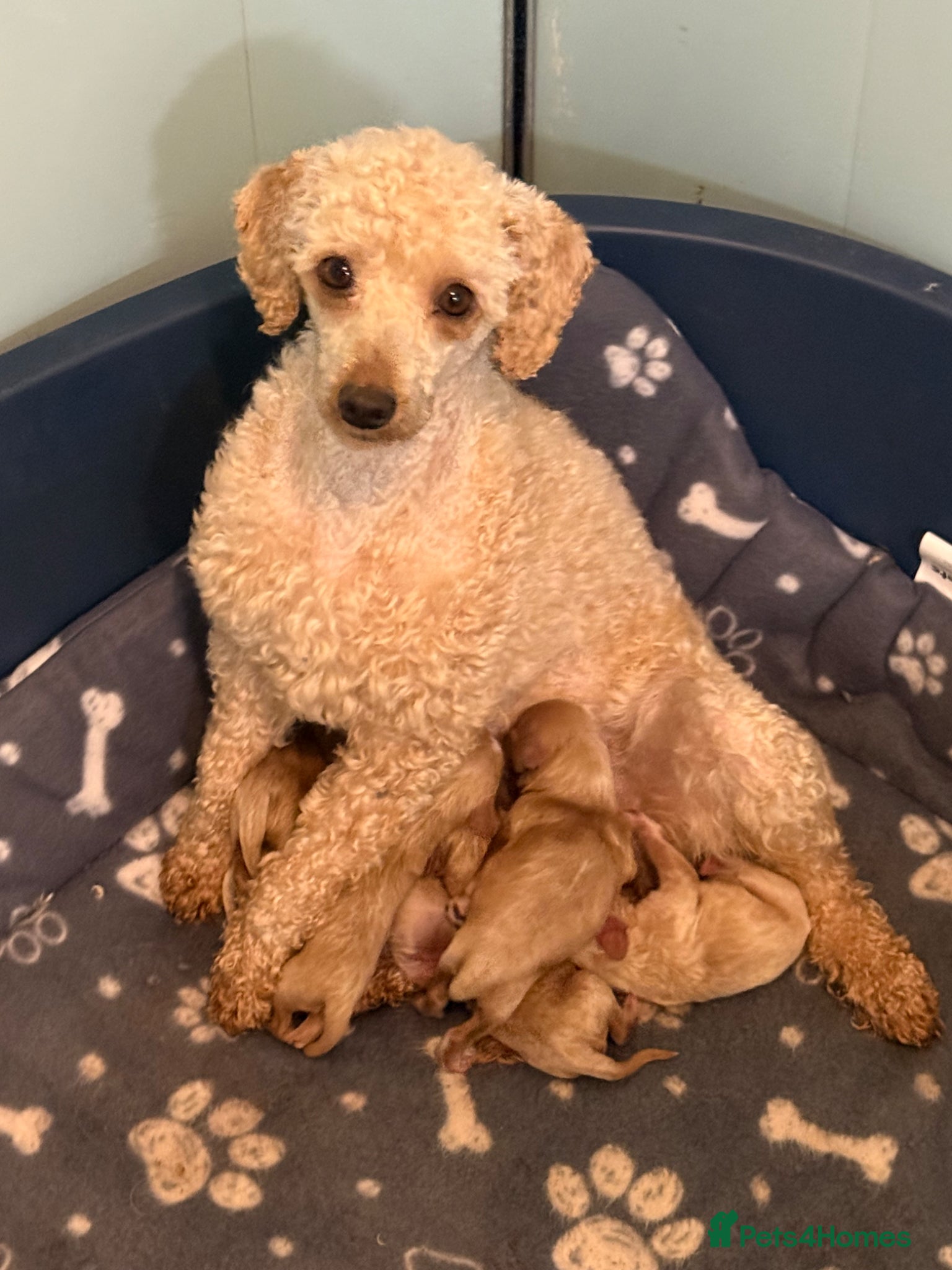 Cavapoo dogs Stunning F1 Cavapoos  - Advert 3