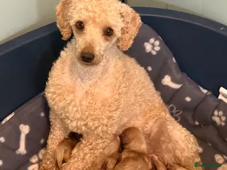 Cavapoo dogs Stunning F1 Cavapoos - Advert 3