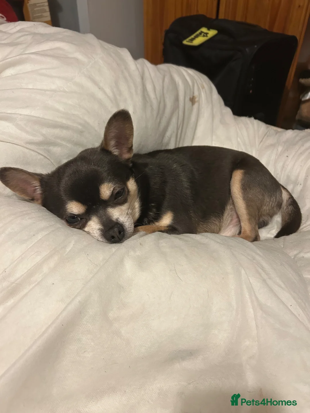 Chihuahua dogs for sale: Male chihuahua for new home  in Colne - Advert 4