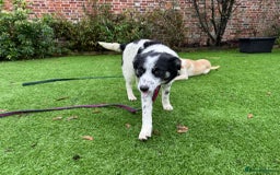 Mixed Breed dogs for adoption: Isabella - Marleborough Wiltshire  - Advert 3