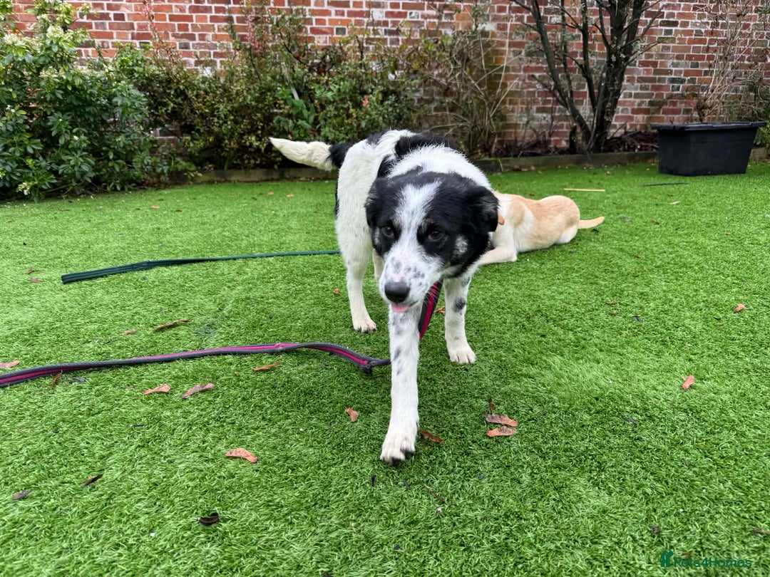 Mixed Breed dogs for adoption: Isabella - Marleborough Wiltshire  - Advert 3