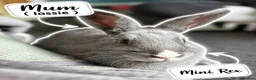 Netherland Dwarf rabbits for sale: 2 baby bunnies 🐰  - Advert 5