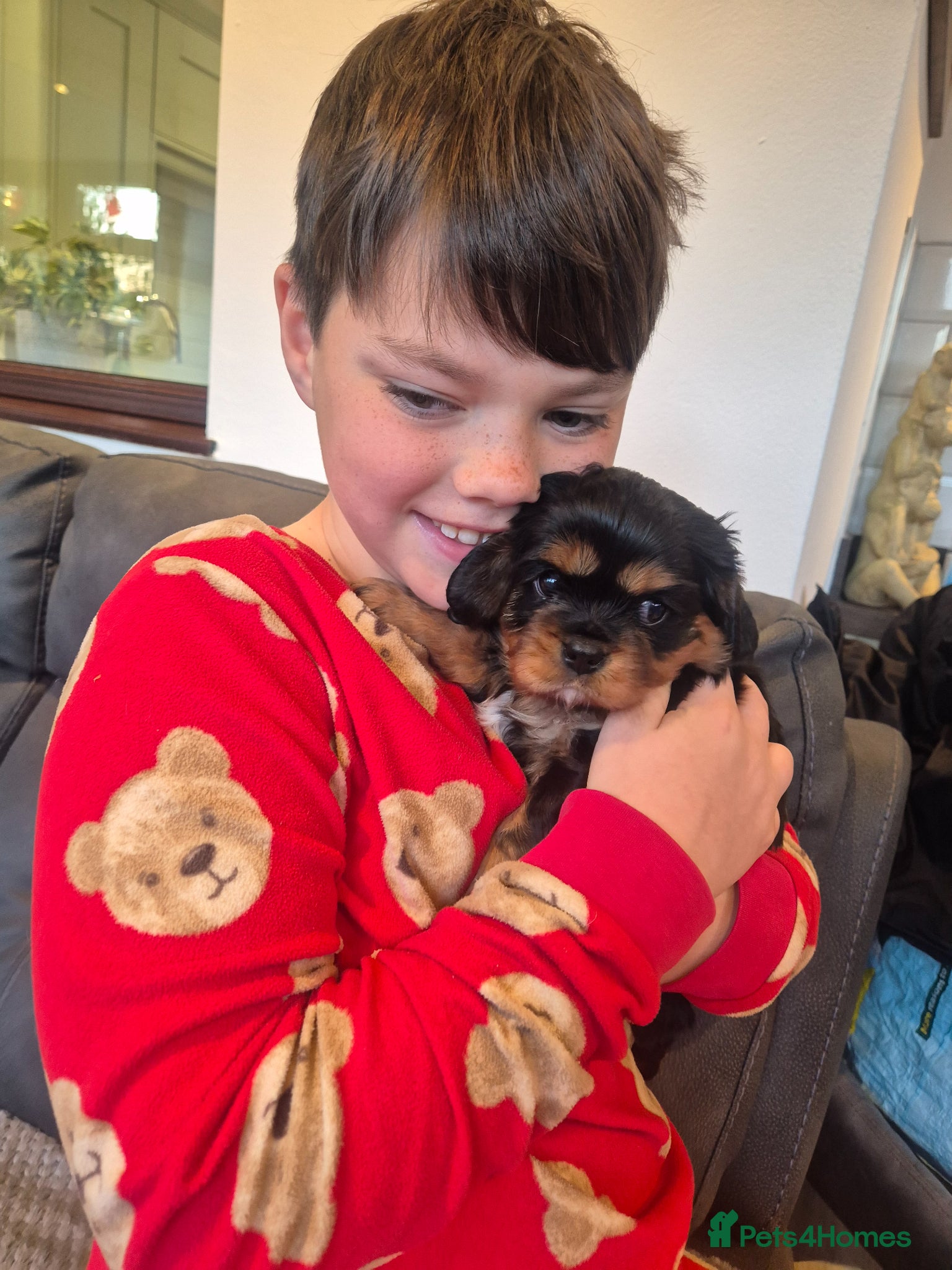 Cavalier King Charles Spaniel dogs Kc registered stunning puppies  - Advert 5