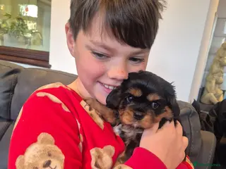 Cavalier King Charles Spaniel dogs Kc registered stunning puppies - Advert 5