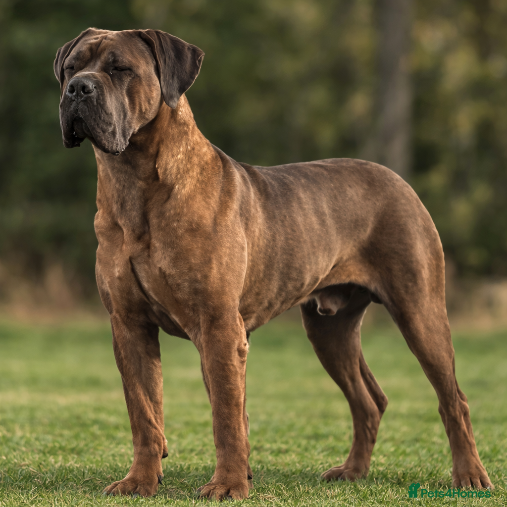 Cane Corso dogs  World Monographic Winner Bloodline puppies - Advert 5