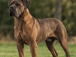 Cane Corso dogs World Monographic Winner Bloodline puppies - Advert 5