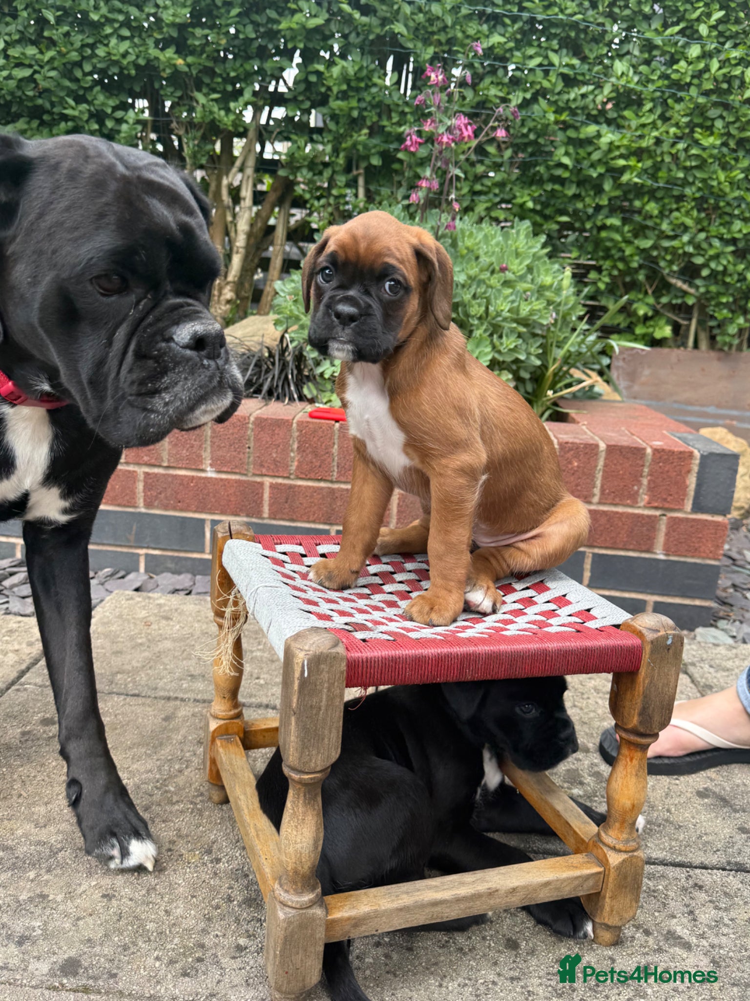 Boxer dogs LAST REMAINING RED Female Bella and cooper pups - Advert 7