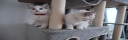 Ragdoll cats for sale: Champion European R-Bloodline Ragdoll Kittens - Advert 21
