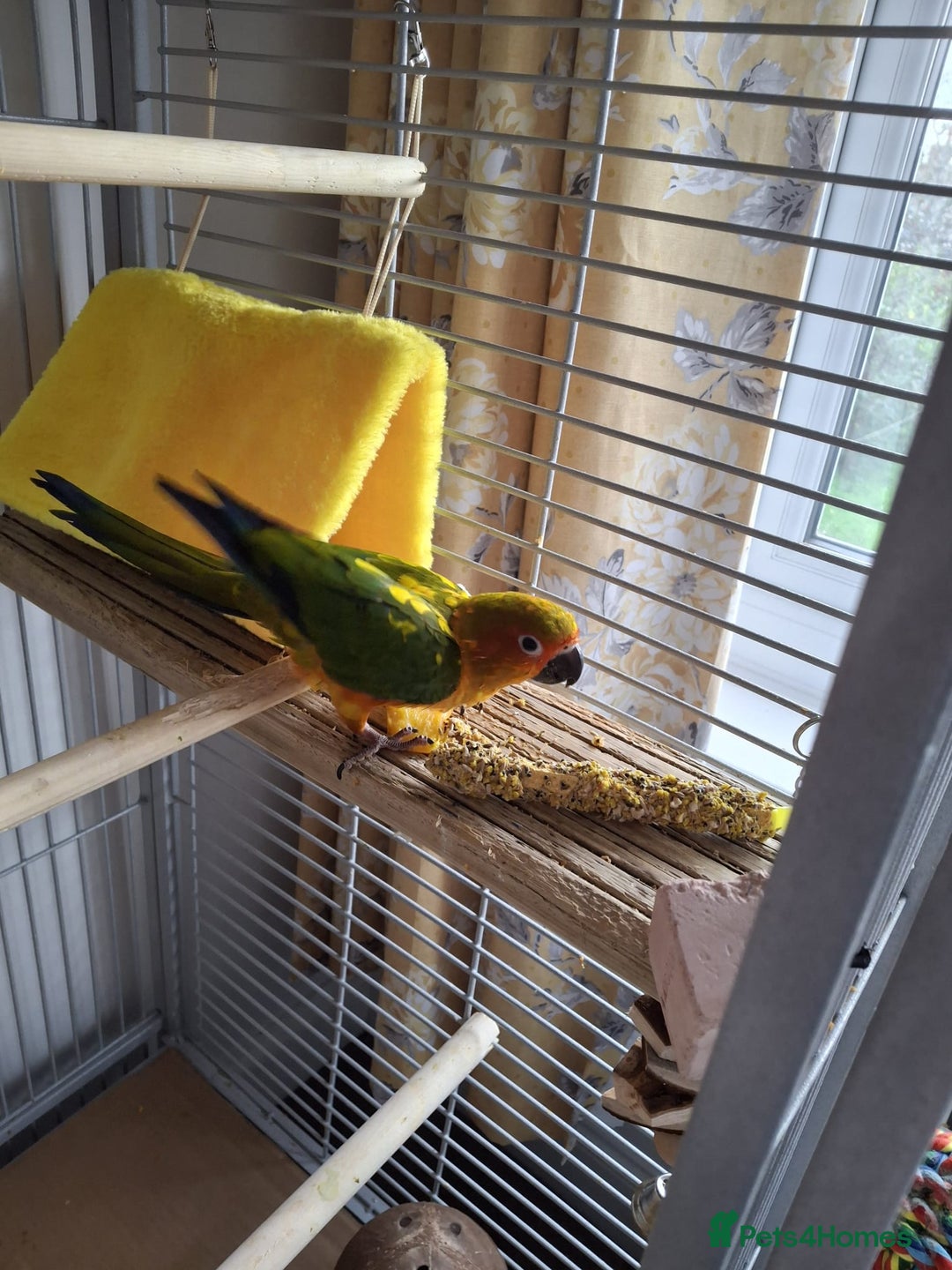 Conures birds for sale: Mango Conure - Advert 7